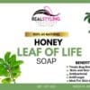 Leaf of Life Soap Kalanchoe Pinnata Pers