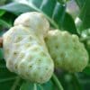 noni plant